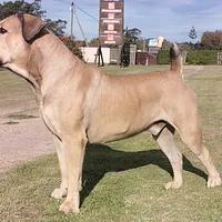 Boerboel
