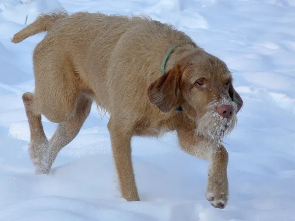 A Wirehaired Vizsla
