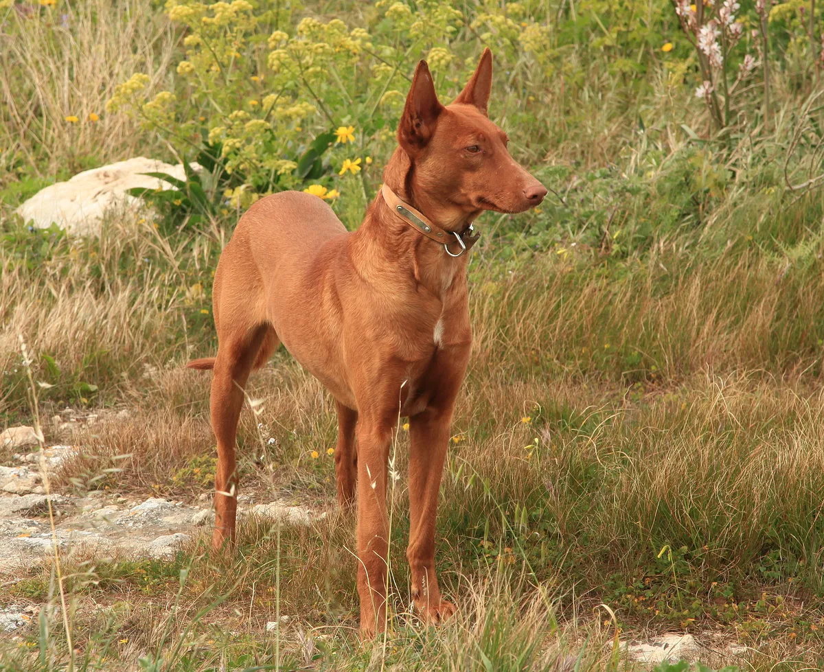 Pharaoh Hound dog, photographed by Frank Vincentz