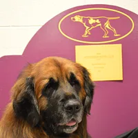 Leonberger, picture 7 of 10