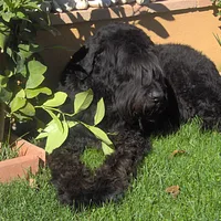 Giant Schnauzer, picture 6 of 8
