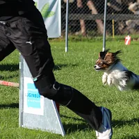 Papillon, picture 6 of 7