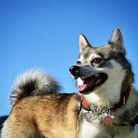 A Alaskan Klee Kai dog