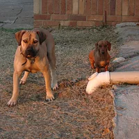 Boerboel