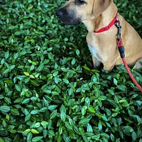 Mountain Cur