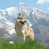 Czechoslovakian Vlcak
