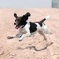 English Springer Spaniel