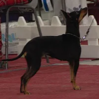 Manchester Terrier (Toy), picture 8 of 9