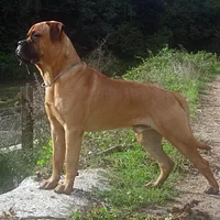 Bullmastiff, picture 5 of 10