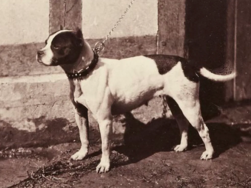 Bull Terrier
