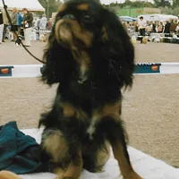 English Toy Spaniel, picture 7 of 7