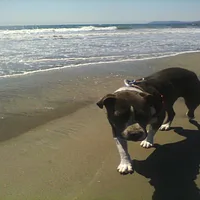 Staffordshire Bull Terrier, picture 4 of 4