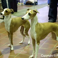 Italian Greyhound, picture 7 of 8