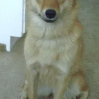 Finnish Spitz, picture 3 of 10