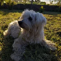 Maltese, picture 7 of 8