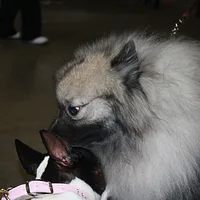 Keeshond, picture 9 of 10