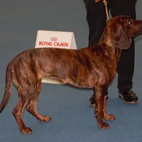Hanoverian Scenthound