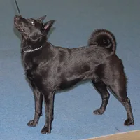 Norwegian Elkhound, picture 5 of 10