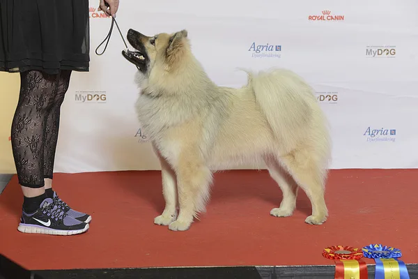 Eurasier