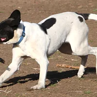 Pointer, picture 5 of 8