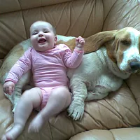 Basset Hound, picture 7 of 9