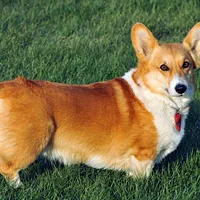 Lancashire Heeler, picture 2 of 8