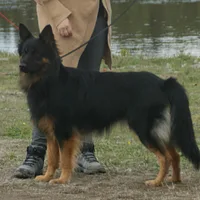 Bohemian Shepherd
