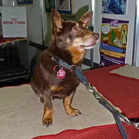 Lancashire Heeler, picture 8 of 8