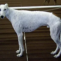 Greyhound, picture 4 of 8