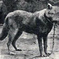 Cirneco dell'Etna, picture 8 of 8