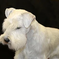 Sealyham Terrier