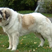 Pyrenean Mastiff, picture 2 of 7