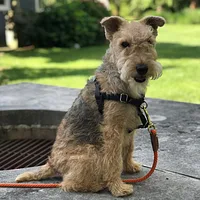 Lakeland Terrier, picture 4 of 10