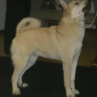 Norwegian Buhund, picture 6 of 10