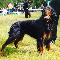 Gordon Setter, picture 3 of 9