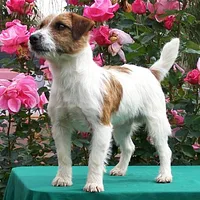 Russell Terrier, picture 3 of 9