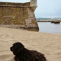 Portuguese Water Dog, picture 5 of 7
