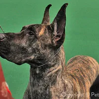 Great Dane