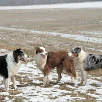 Australian Shepherd, picture 10 of 10