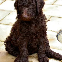 Poodle (Toy), picture 2 of 7