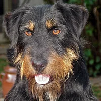 Jagdterrier, picture 3 of 10