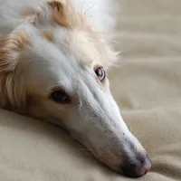 Borzoi