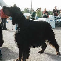 Gordon Setter