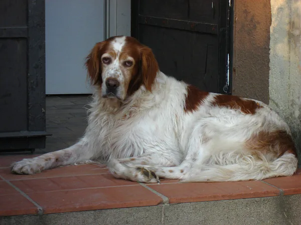 A Irish Red and White Setter