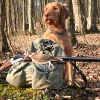 Wirehaired Vizsla, picture 7 of 10