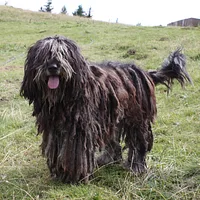 Bergamasco Sheepdog, picture 2 of 9