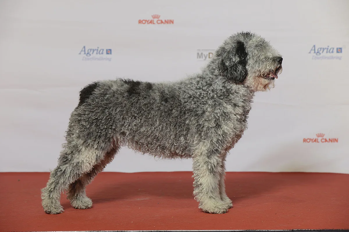 Spanish Water Dog dog, photographed by Svenska Mässan from Sweden