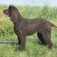 A Irish Water Spaniel dog