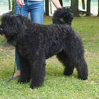 Bouvier des Flandres