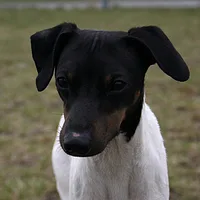 Japanese Terrier, picture 3 of 10